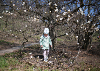  A little girl walks in the spring botanical garden where white magnolia blooms