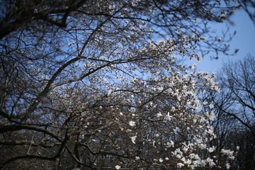  Spring blooming magnolia in a botanical garden against a blue sky