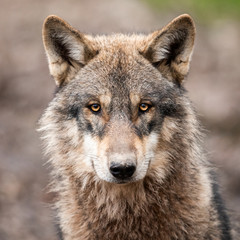 Naklejka na ściany i meble Portrait of grey wolf in the forest