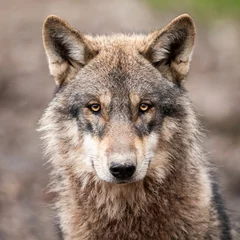 Schilderijen op glas Portrait of grey wolf in the forest © AB Photography