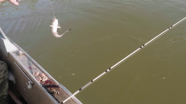 Two catfish are puled out of water caught on fishing rod with frog on hood. Man's hobby and leisure.