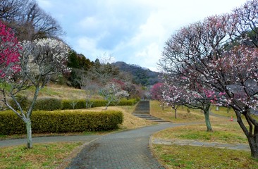 梅の花　春の便り　梅林　風景　道　　