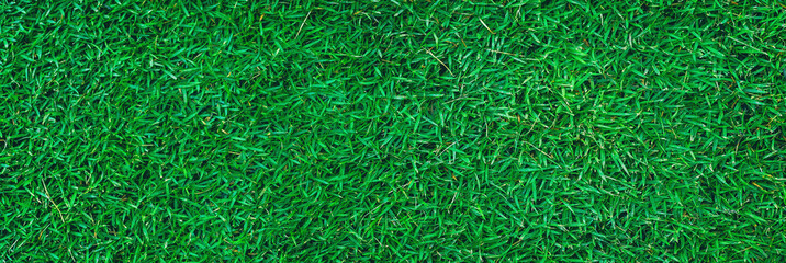 The texture of green grass for the background