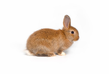Cute Easter bunny baby, red-brown fur on a white background.isolated