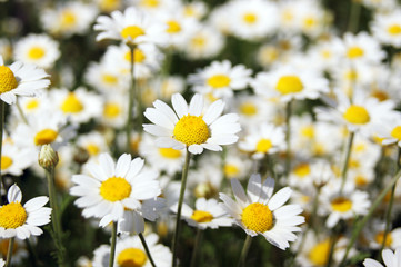 Fototapeta premium Wonderful fabulous daisies on a meadow in summer. White daisies.