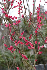 紅梅の花