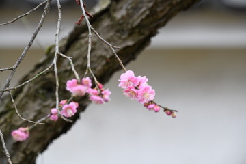紅梅の花
