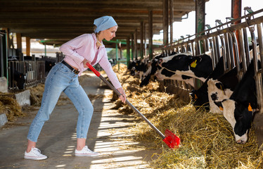 Female owner of dairy farm  feeding cows