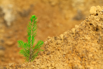 Green spruce seedling grows on dry soil. Desert landscaping.