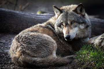 Naklejka na ściany i meble Grey wolf lying in the forest