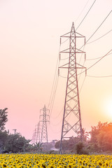 Beautiful scenery of sunflower fields
