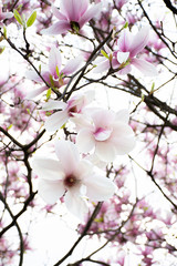 branch of white magnolia tree flowers on a blurred nature background