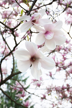 branch of white magnolia tree flowers on a blurred nature background