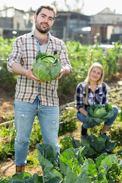 Gardeners checking cabbage