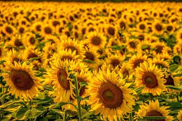 Beautiful scenery of sunflower fields