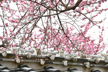 紅梅の花