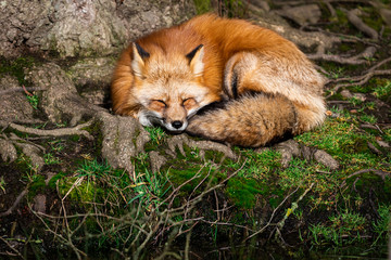 Red fox sleeping in the forest