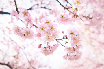 Fototapeta na wymiar Cherry blossom, sakura flowers isolated on white background