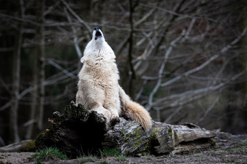 Howling of white wolf in the forest © AB Photography