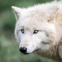 Portrait of white wolf in the forest