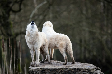 Howling of white wolf in the forest © AB Photography