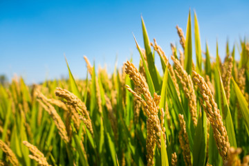 Obraz premium close up of yellow green rice field