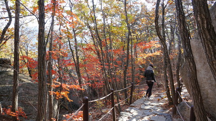 Woman walking in autumn forest in Seoraksan national park in Sokcho, South Korea, Asia.