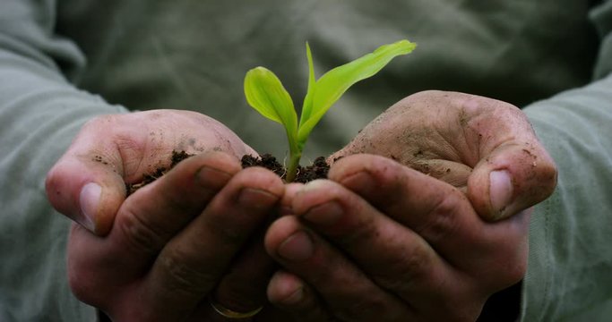 Care of new life watering young plant vintage effect.