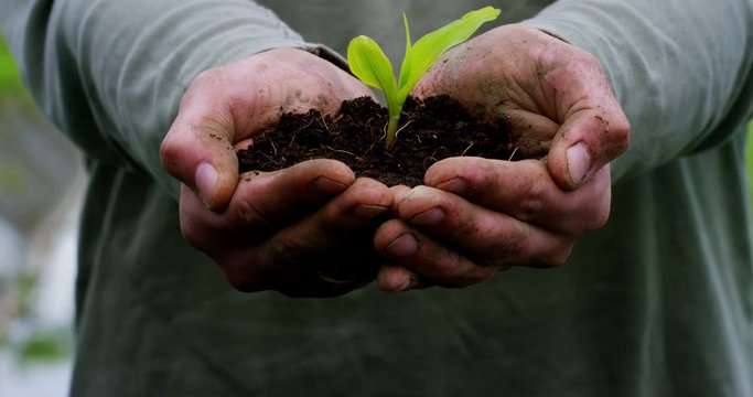 Care of new life watering young plant vintage effect.