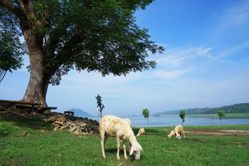 white sheep on a meadow