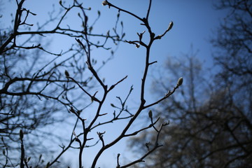 Fototapeta na wymiar Spring blooming magnolia in a botanical garden against a blue sky