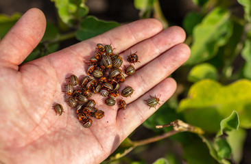 Colorado beetles in a hand on nature.