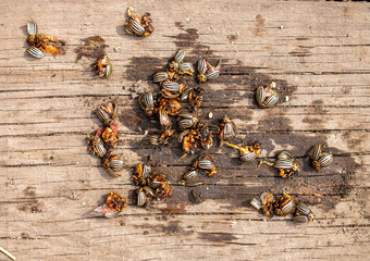 Colorado beetles on a wooden board.