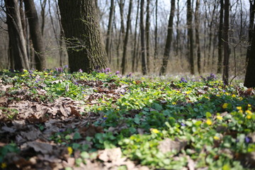 spring primroses on nature in spring, spring forest, background