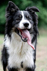 a happy dog with a long tongue out