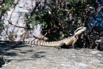 Sydney Australia, Australian water dragon on a rock in the spring sunshine