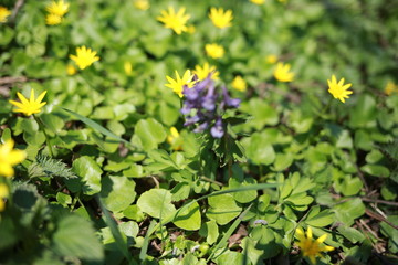  In the spring, blue snowdrops blossomed in the garden, the first flowers, a close plan