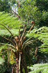 Sydney Australia, tree fern with unfurling new fronds