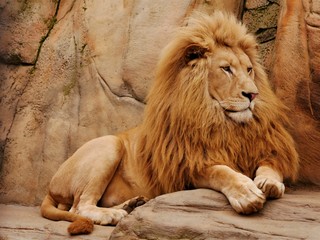 A lion lies on a stone and looks away.
