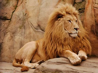 Foto auf Acrylglas A lion lies on a stone and looks away. © Rbizon