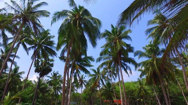 Tropical environment. Tall palm trees against the bright blue sky. Maldives