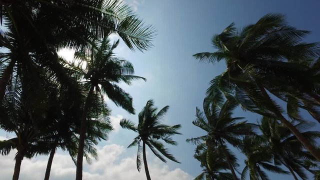 Tropical vacation background. Palm tree leaves waving on the summer breeze against blue sky with white clouds. Caribbean