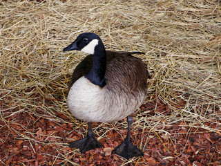  Sea goose stands on the ground..