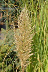 Pampas grass