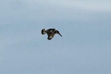 Pied Kingfisher in Tanzania, Lake Victoria