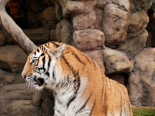Tiger in profile close up.