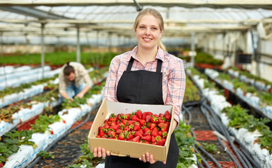 Female farmer with strawberry crop