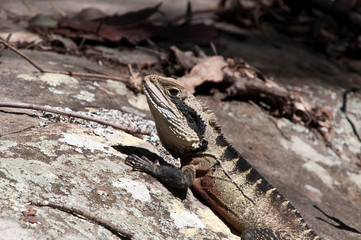 Sydney Australia, Australian water dragon climbing a rock in spring sunshine