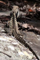 Sydney Australia, Australian water dragon on a rock in spring sunshine