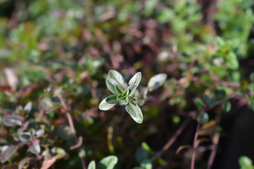 Garden thyme